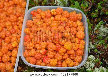 Cloudberries.