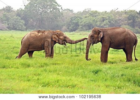 Indian Elephants