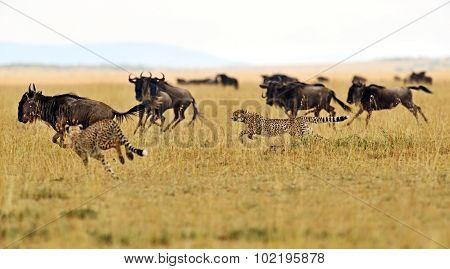 Masai Mara Cheetahs