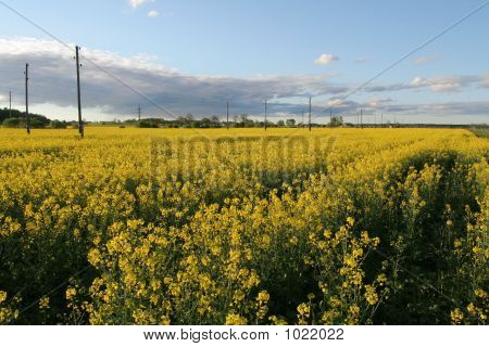 Campo de flores