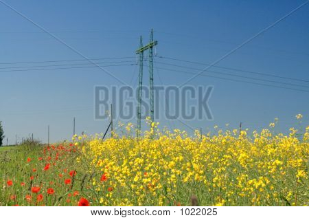 Campo de flores