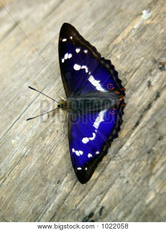 Schmetterling