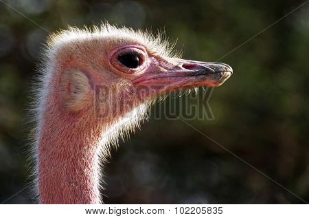 Side portrait photo of an Ostrich with green background