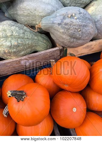 Blue Hubbard Squashes And Pie Pumpkins