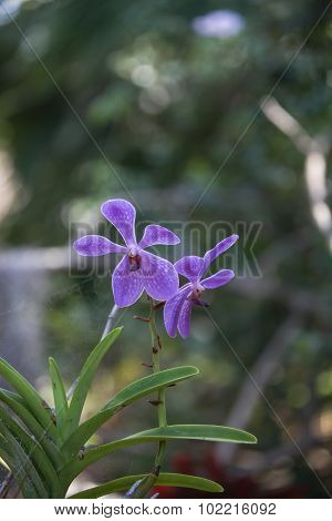Purple aranda orchid, blue aranda