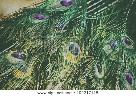 Peacock father background