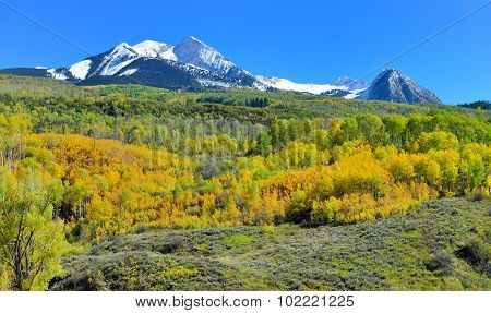 Alpine Scenery Of Yellow And Green Aspen And Snow Covered Mountains During Foliage Season