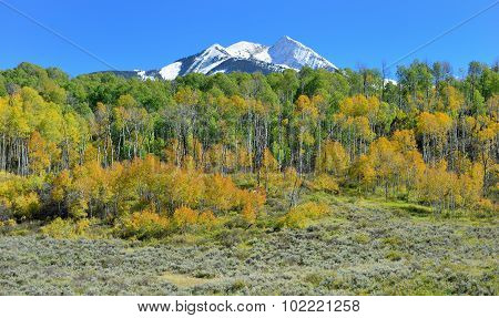 Alpine Scenery Of Yellow And Green Aspen And Snow Covered Mountains During Foliage Season