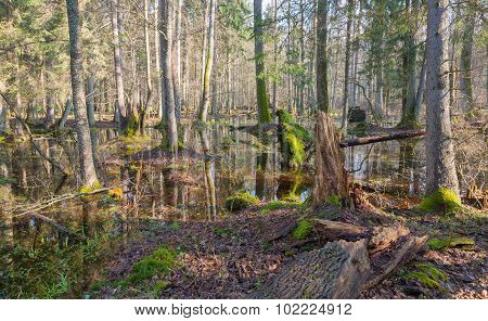 Springtime Morning In Forest