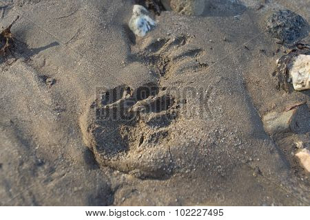 Animal Paw Print In Mud