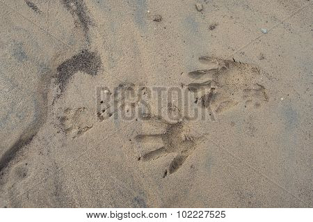 Fresh Track Of Animal In Mud