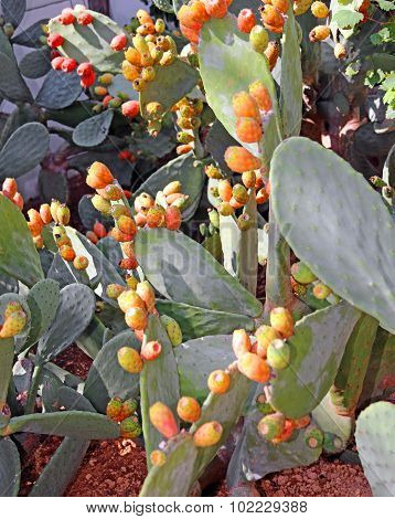 Cactus With Ripe Prickly Ready For Harvest