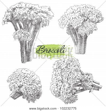 Vector set of hand drawn broccoli
