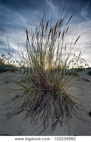 sunset and dunes