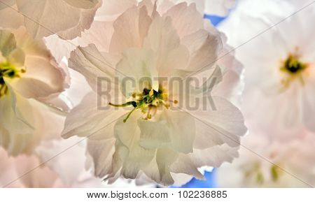 Japanese cherry blossom