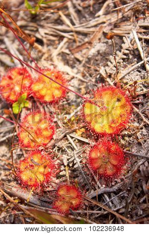 Wildflowers
