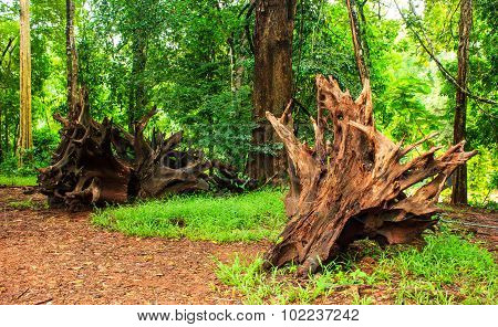 Strange Timber