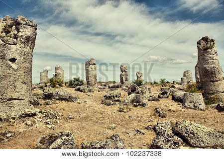 Stone Forest