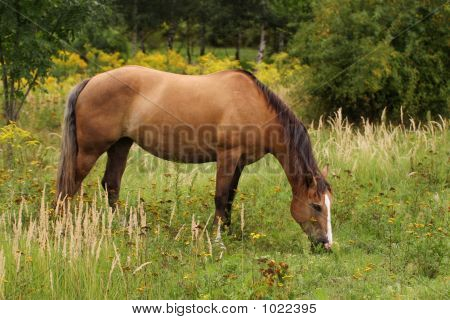 Cavalo