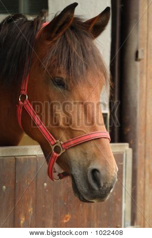 Cavalo