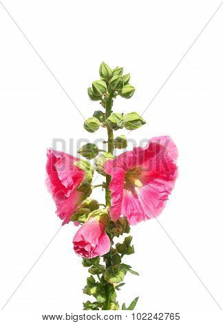 Common Hollyhock (alcea Rosea)