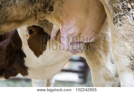 Little calf sucking cow.