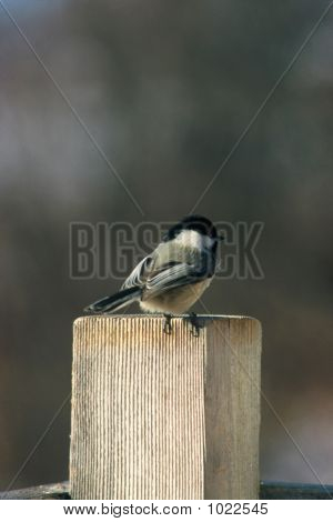 Süße kleine Chicadee