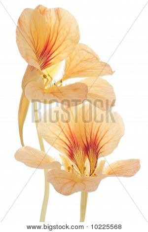 Nasturtium