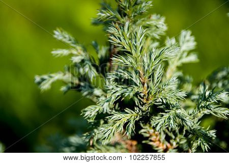 Branches of juniper