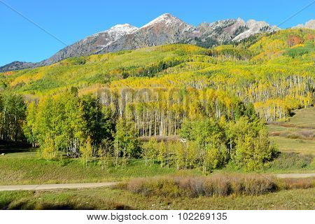 Alpine Scenery Of Yellow And Green Aspen And Snow Covered Mountains During Foliage Season