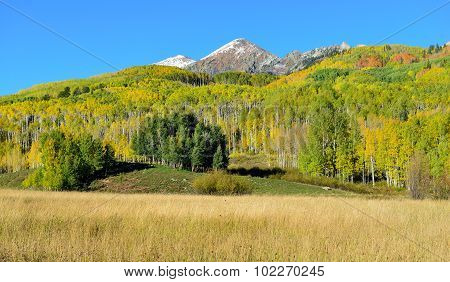 Alpine Scenery Of Yellow And Green Aspen And Snow Covered Mountains During Foliage Season