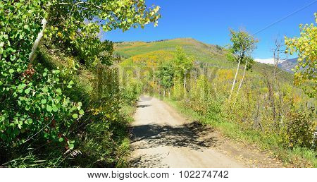 Road Through The Yellow And Green Aspen During Foliage Season