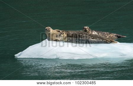Trio Of Harbor Seals Sunning On Ice