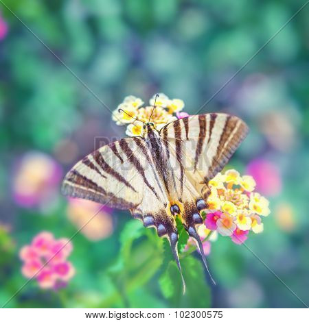 Scarce Swallowtail (iphiclides Podalirius)