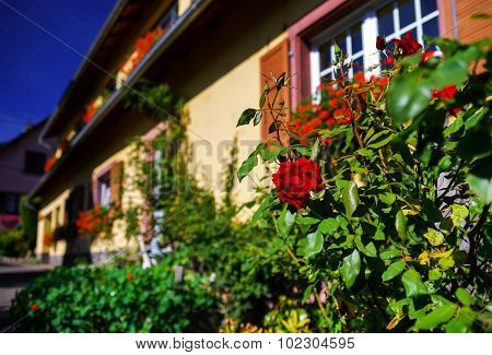 Old Alsacien House In Small Village