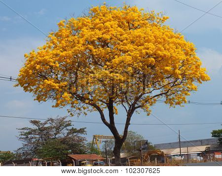 Yellow Ipe tree