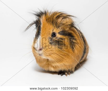 Guinea Pig