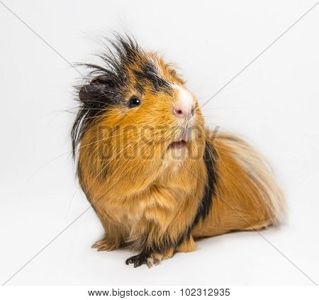 Guinea Pig
