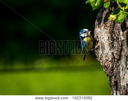 Blue Tit feeding its young