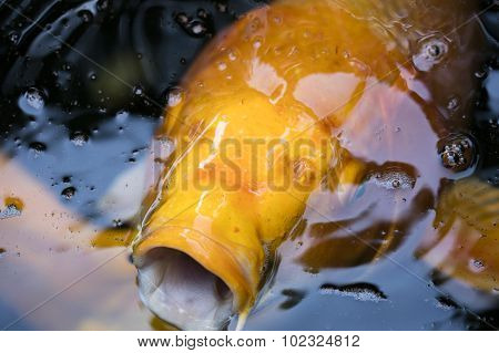 Koi Fish In A Pond