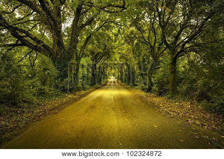 Autumn Or Fall, Tree Straight Road On Sunset. Maremma, Tuscany, Italy