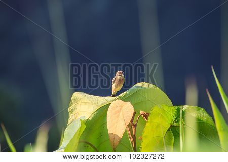 Stonechat Female In Nature