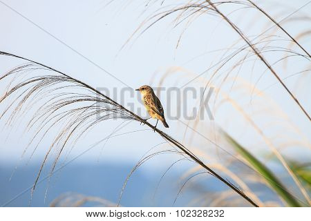 Stonechat Female In Nature