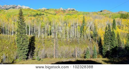 Alpine Scenery Of Yellow And Green Aspen And Snow Covered Mountains During Foliage Season