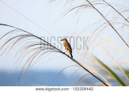 Stonechat Female In Nature