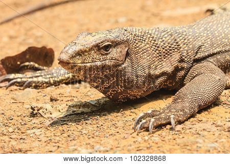 Bengal Monitor Lizard In The Forest