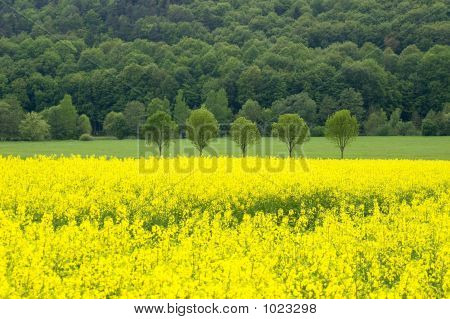 Repce Field 01