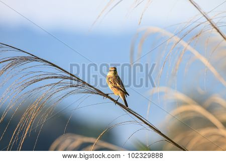Stonechat Female In Nature