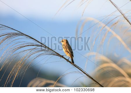 Stonechat Female In Nature