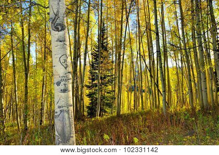 Forest Of Tall Yellow And Green Aspen During Foliage Season